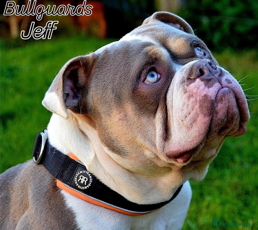 Olde English Bulldogge dogs for sale: Olde english bulldogge pups 1 male / 1 female  - Image 2