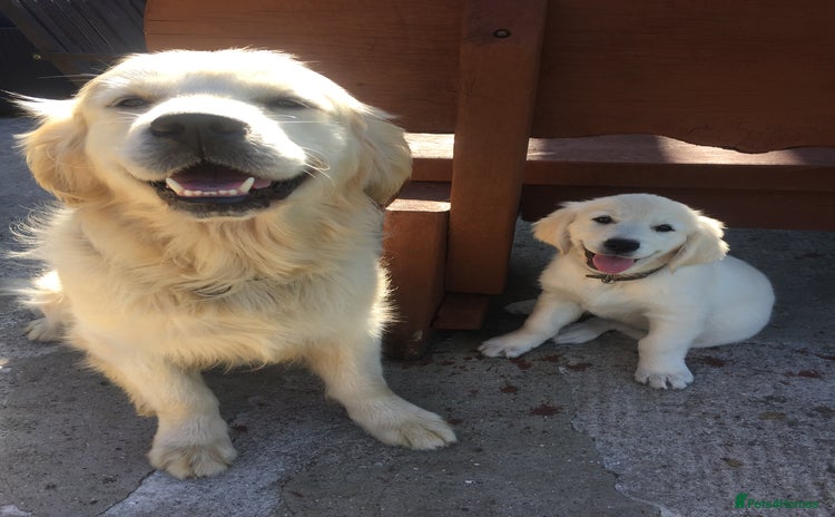 Golden Retriever dogs in Crediton - Advert 10