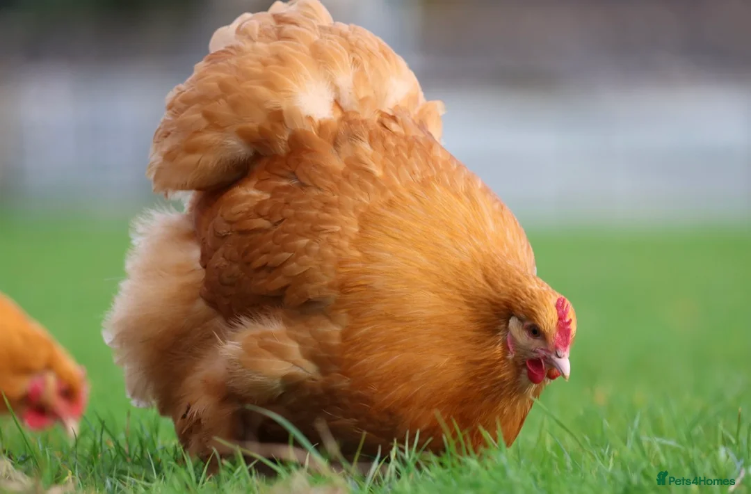Chickens poultry for sale: Buff Orpington Trios - Advert 2