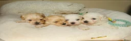 Maltipoo dogs for sale: *** Adorable Korean Maltipoo Babies *** - Advert 10