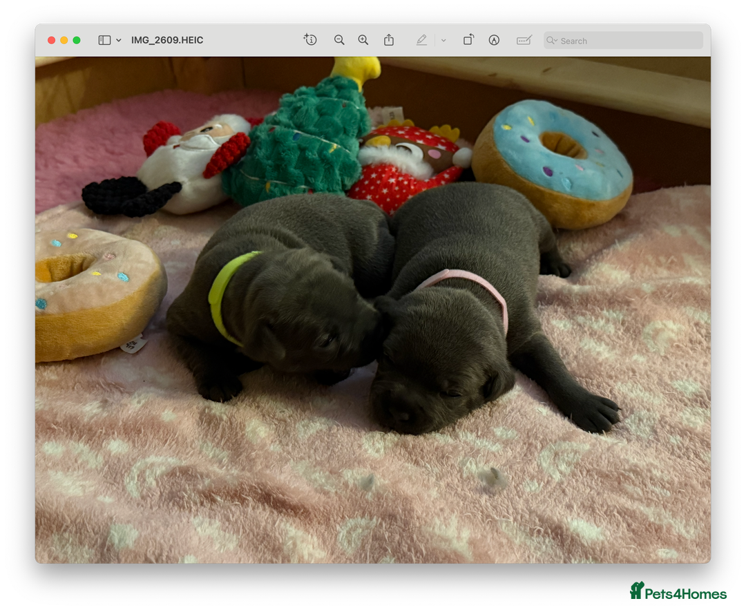 Staffordshire Bull Terrier dogs for sale: KC Blue Staffordshire Bull Terrier Puppies  - Advert 11