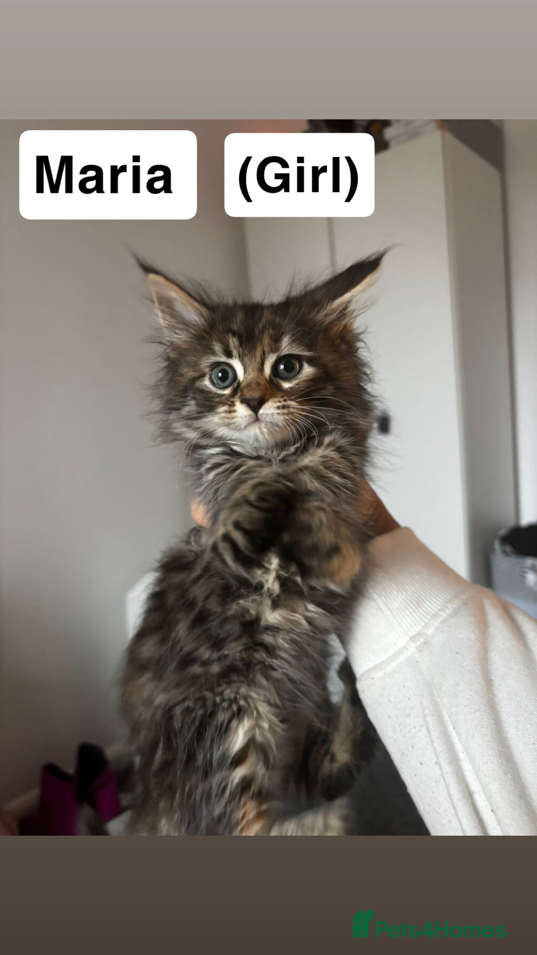 Maine Coon cats for sale: Mixed Main coon kittens available  - Advert 10