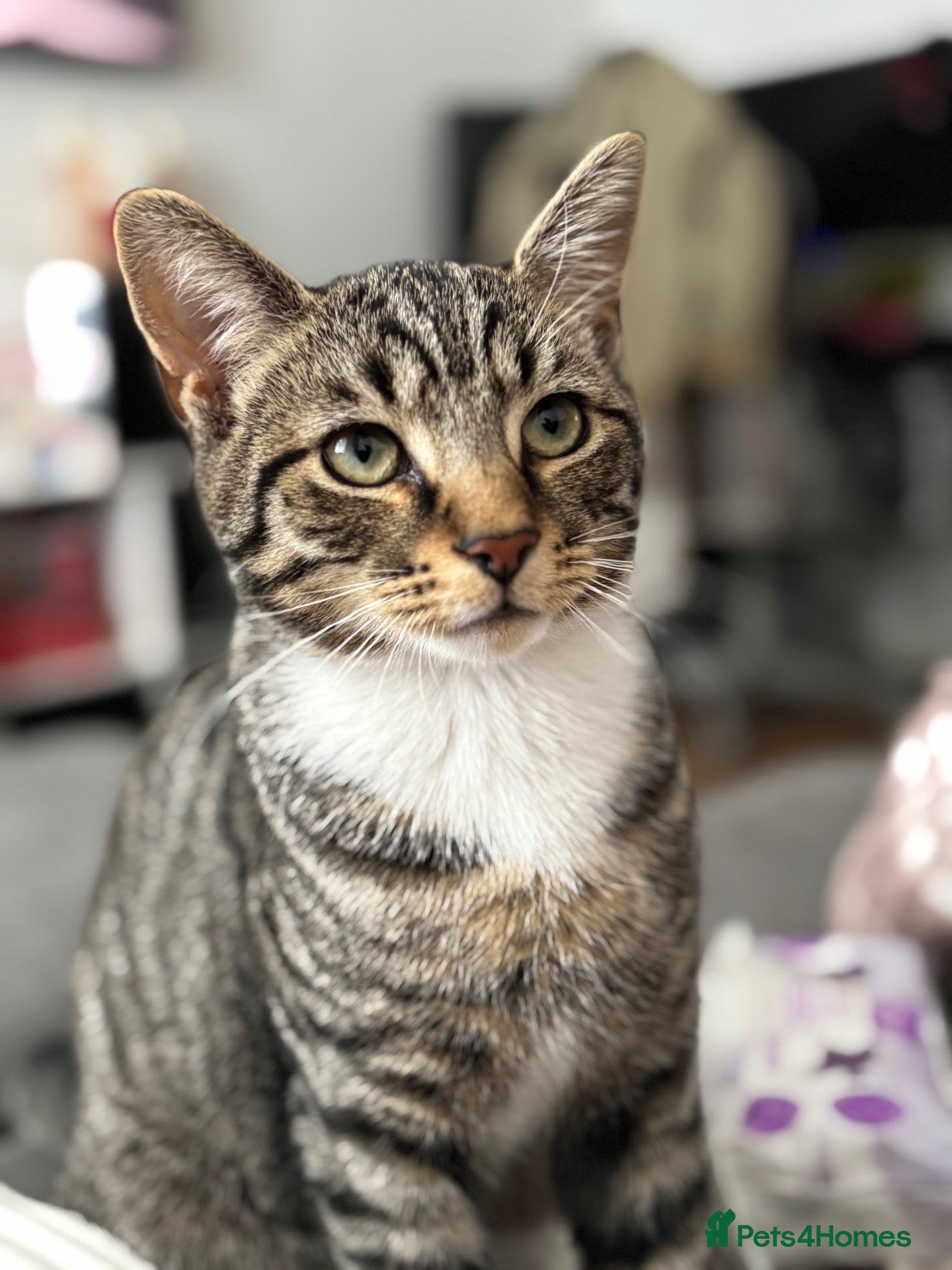 Mixed Breed cats ReHoming (FREE) - Advert 15