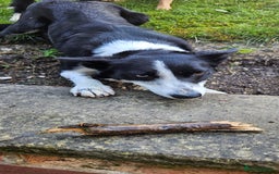 Border Collie dogs for sale: Jess  - Image 3