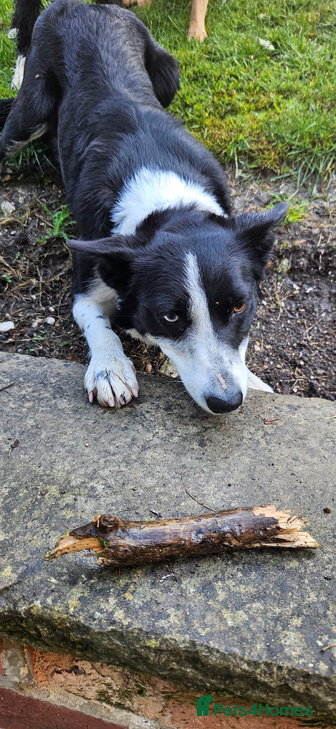 Border Collie dogs for sale: Jess  - Image 3