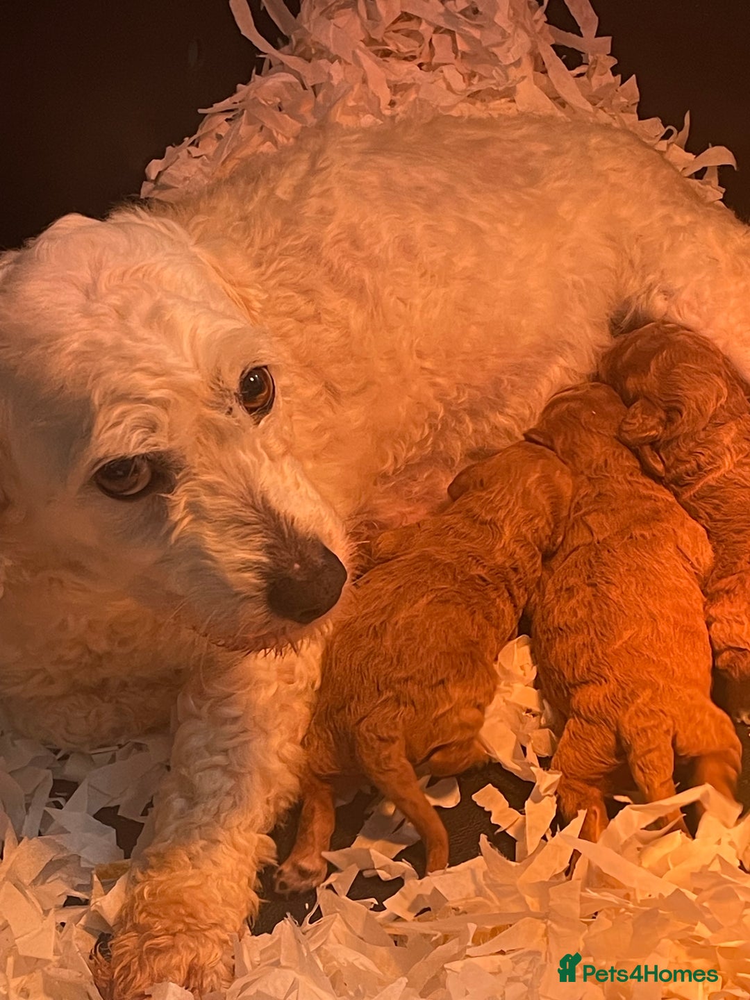 Cavapoo dogs for sale: Wonderful boys and girl  - Image 8