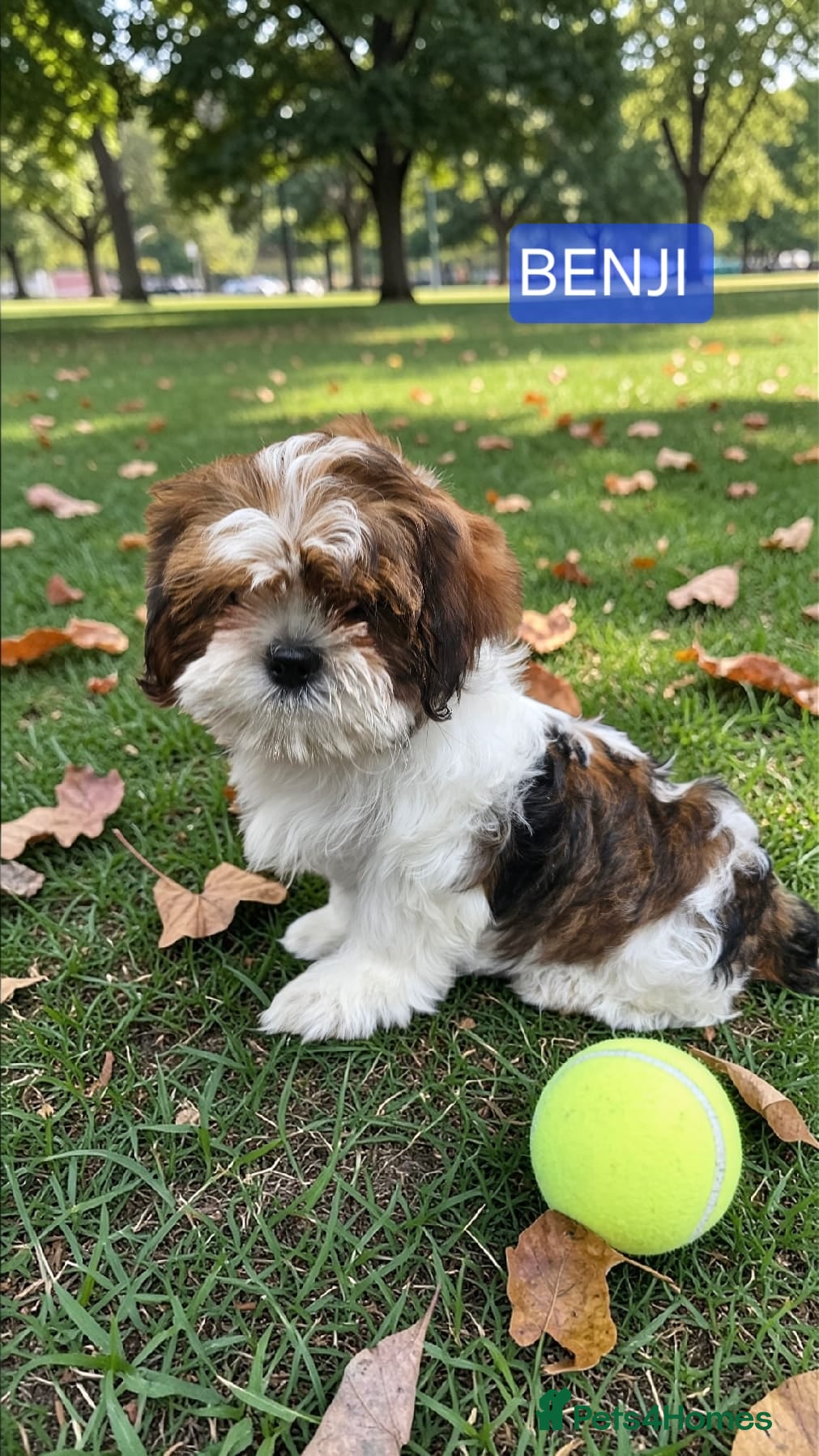 Shih Tzu dogs  💞 QUALITY STANDARD SHIH TZU 💕 - Advert 15