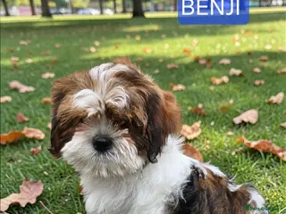 Shih Tzu dogs 💞 QUALITY STANDARD SHIH TZU 💕 - Advert 15