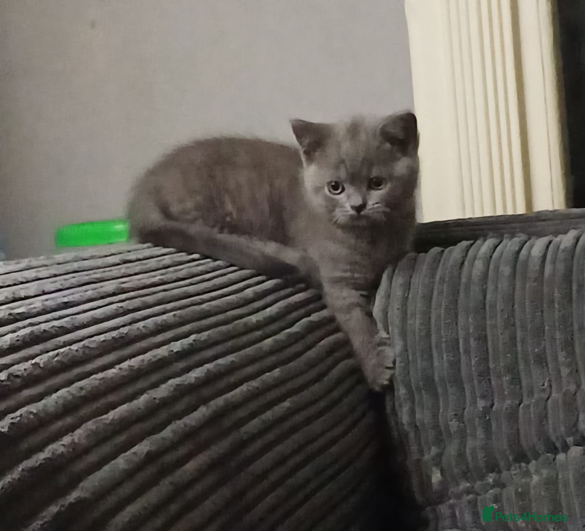 British Shorthair cats British Blue Shorthair Kittens ♡ - Advert 2