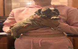 Mixed Breed dogs for sale: French bulldog x British bulldog  - Image 19