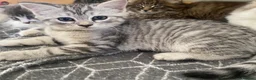 Mixed Breed cats for sale: Beautiful kittens ready now  - Advert 10