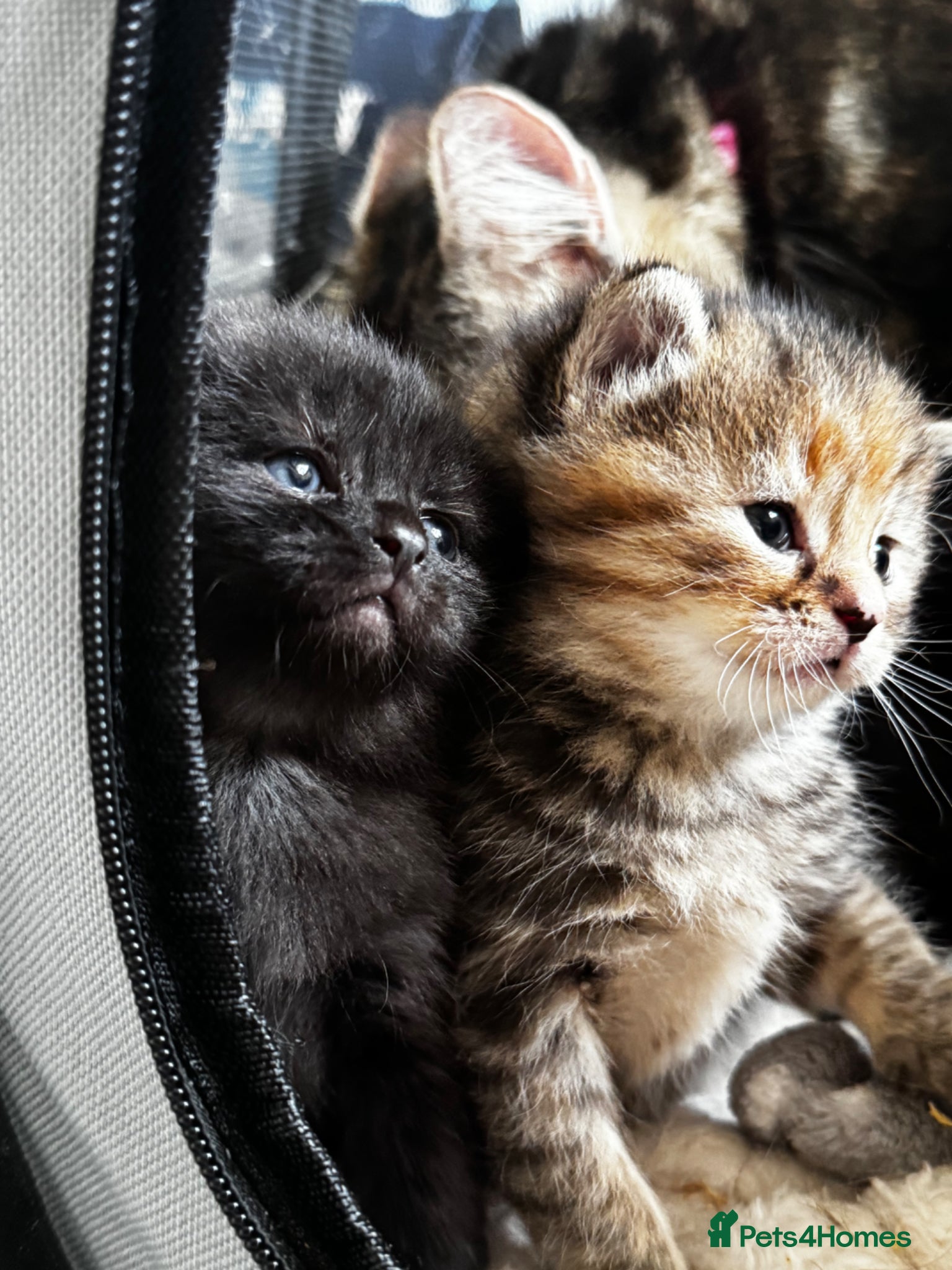 British Shorthair cats Beautiful kittens   - Advert 12