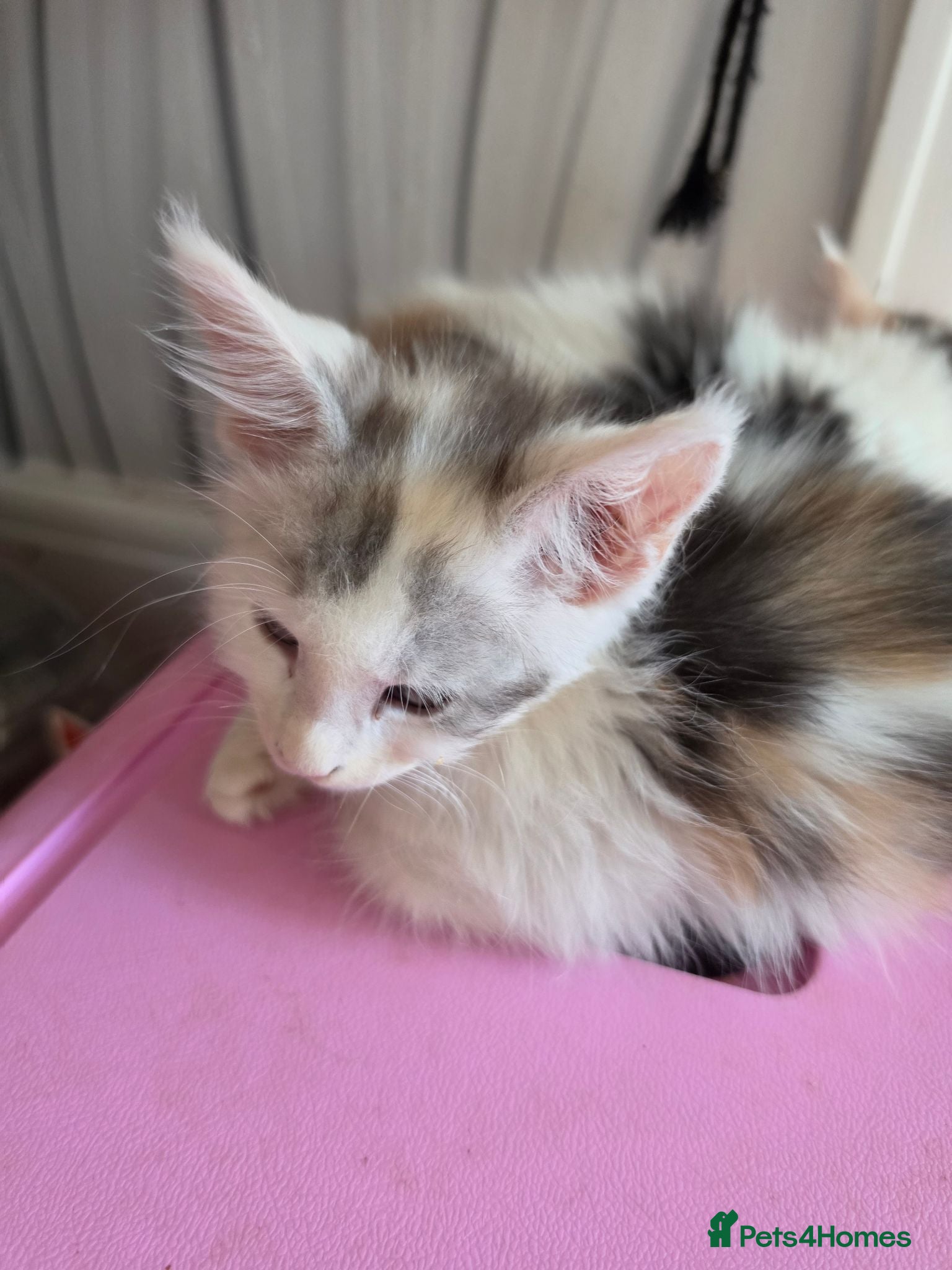 Maine Coon cats TICA REGISTERED STUNNING KITTENS  - Advert 13
