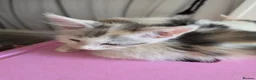Maine Coon cats for sale: TICA REGISTERED STUNNING KITTENS  - Advert 9