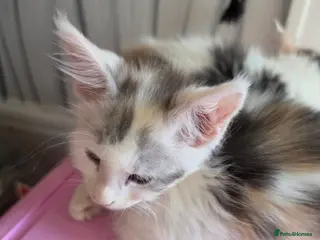 Maine Coon cats TICA REGISTERED STUNNING KITTENS - Advert 4