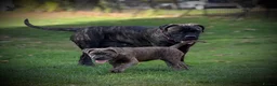 Cane Corso dogs for sale: IKC/FCI❤️Two beautiful Females❤️ in London - Advert 6