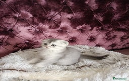 British Shorthair cats for sale: Gorgeous kittens for sale  - Image 4
