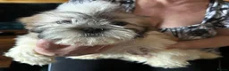 Shih Tzu dogs for sale: Shih Tzu puppy  - Advert 20
