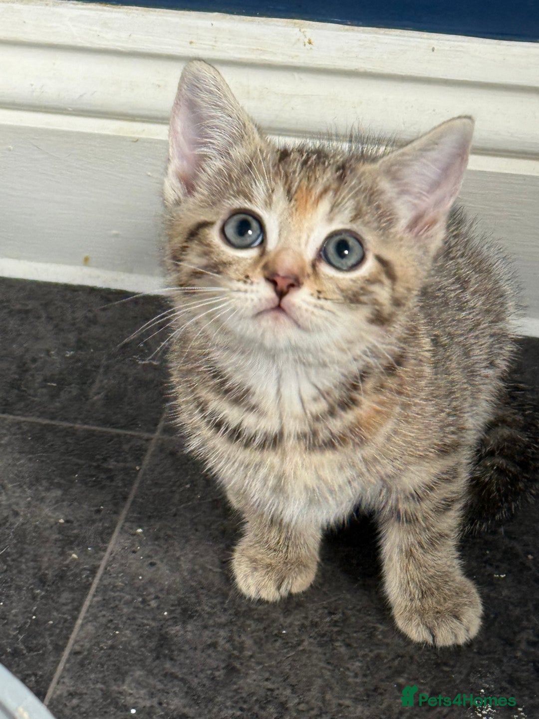 British Shorthair cats for sale: Golden tabby girl  - Image 10