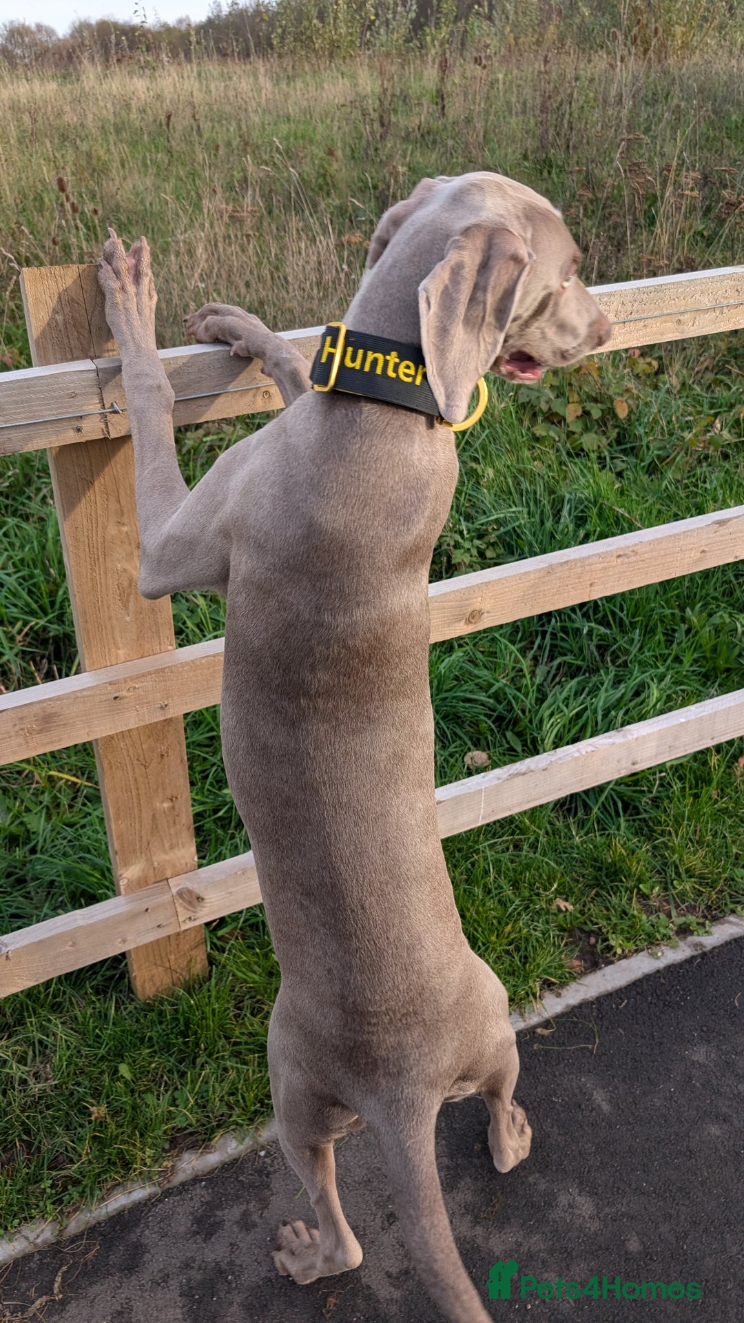 Weimaraner dogs for sale: Young Male Weimaraner  - Advert 11