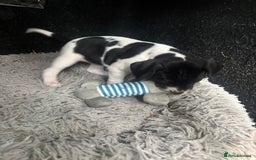 Pointer dogs for sale: English Pointer Bitch - Image 8