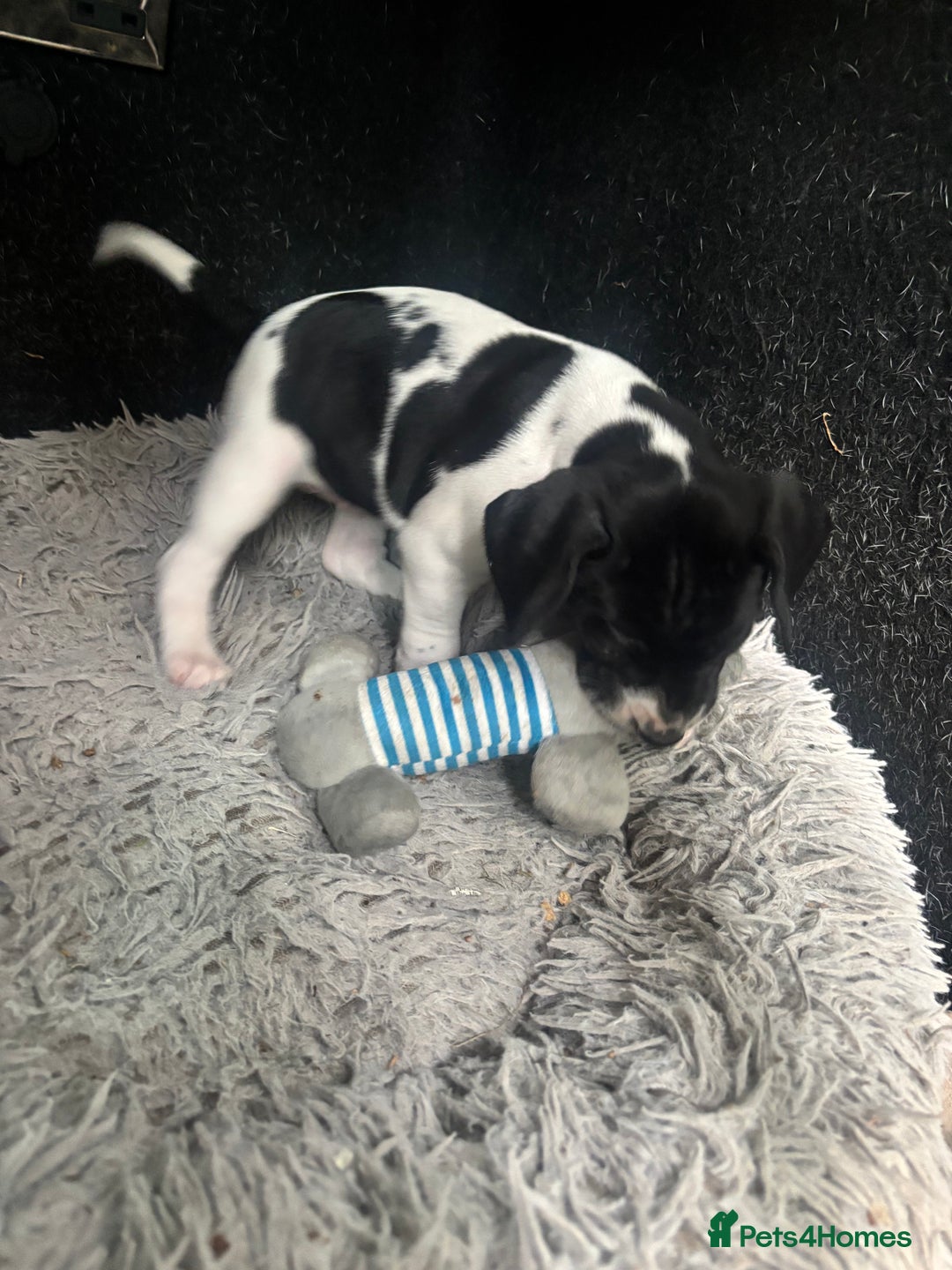 Pointer dogs for sale: English Pointer Bitch - Image 8