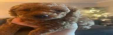 Labradoodle 3