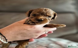 Cavapoo dogs for sale: ⭐️BEAUTIFUL INTENSE RED TOY CAVAPOO PUPPIES⭐️ - Image 5