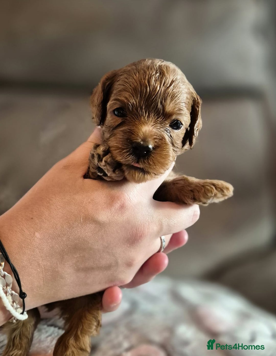 Cavapoo dogs for sale: ⭐️BEAUTIFUL INTENSE RED TOY CAVAPOO PUPPIES⭐️ - Image 5