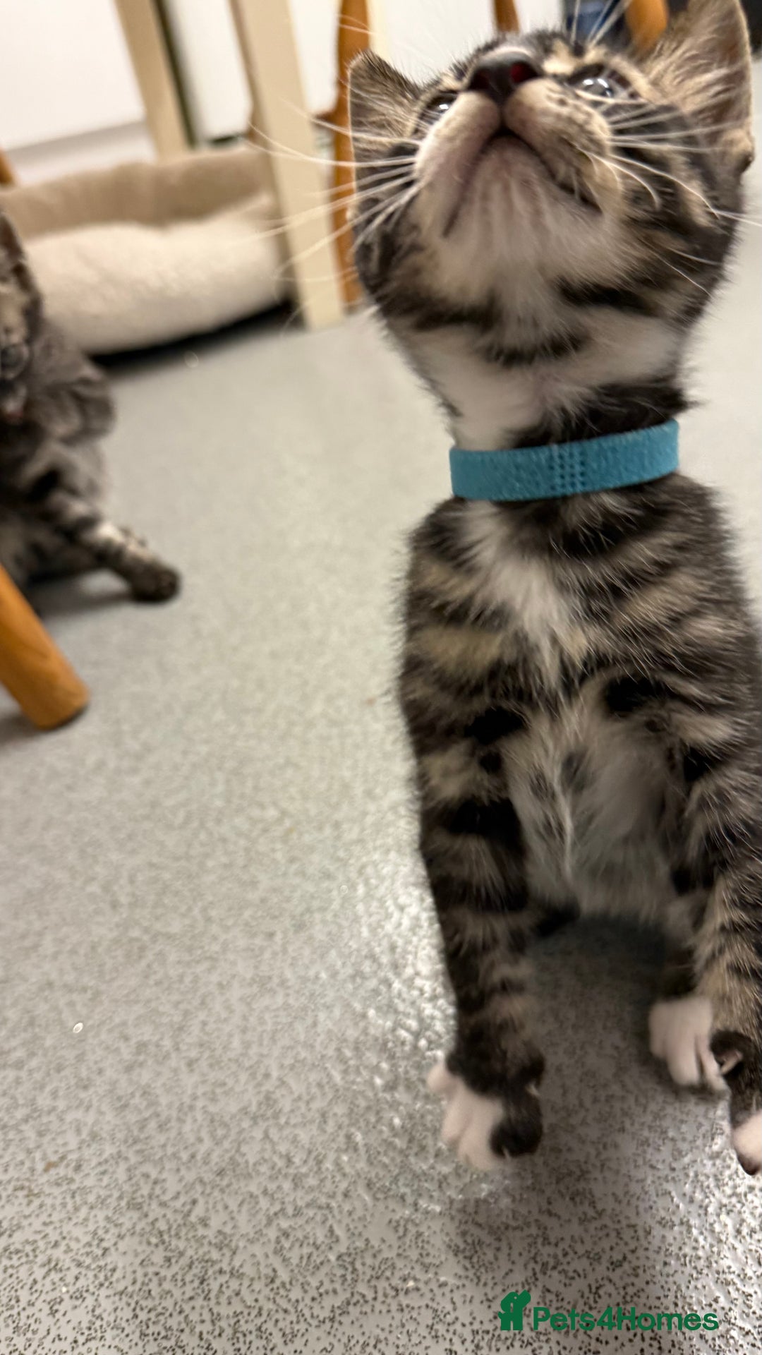 Mixed Breed cats for sale: Male kitten - Advert 5