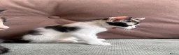 Mixed Breed cats for sale: Adorable kittens looking for their forever homes  - Advert 8