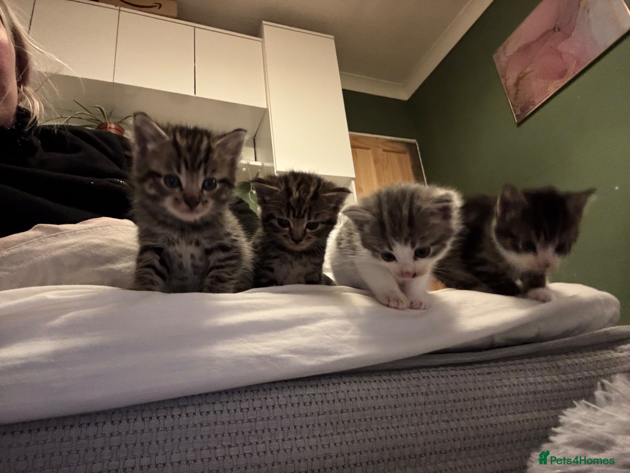 Mixed Breed cats Tabby kittens for sale - Advert 4