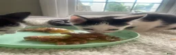 Mixed Breed cats for sale: Cheeky little curtain climbers  - Advert 6