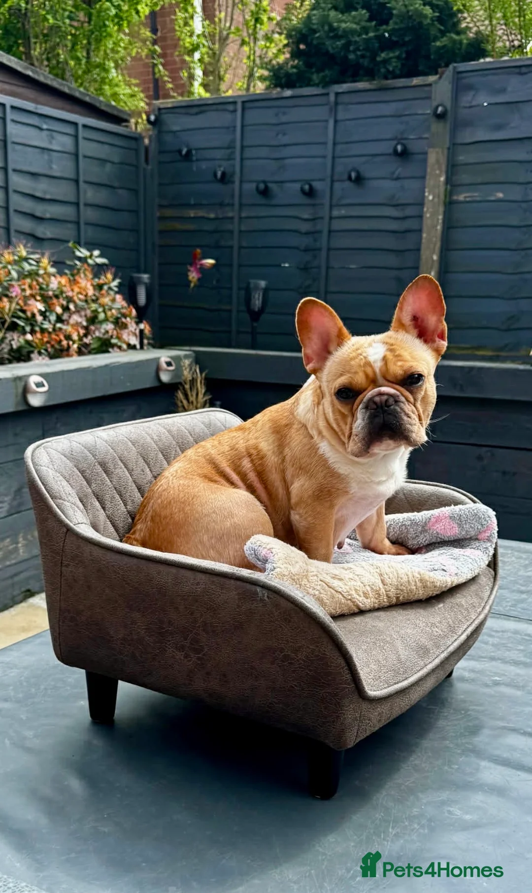 French Bulldog dogs for sale:  Beautiful French Bull dog Puppies  - Advert 28