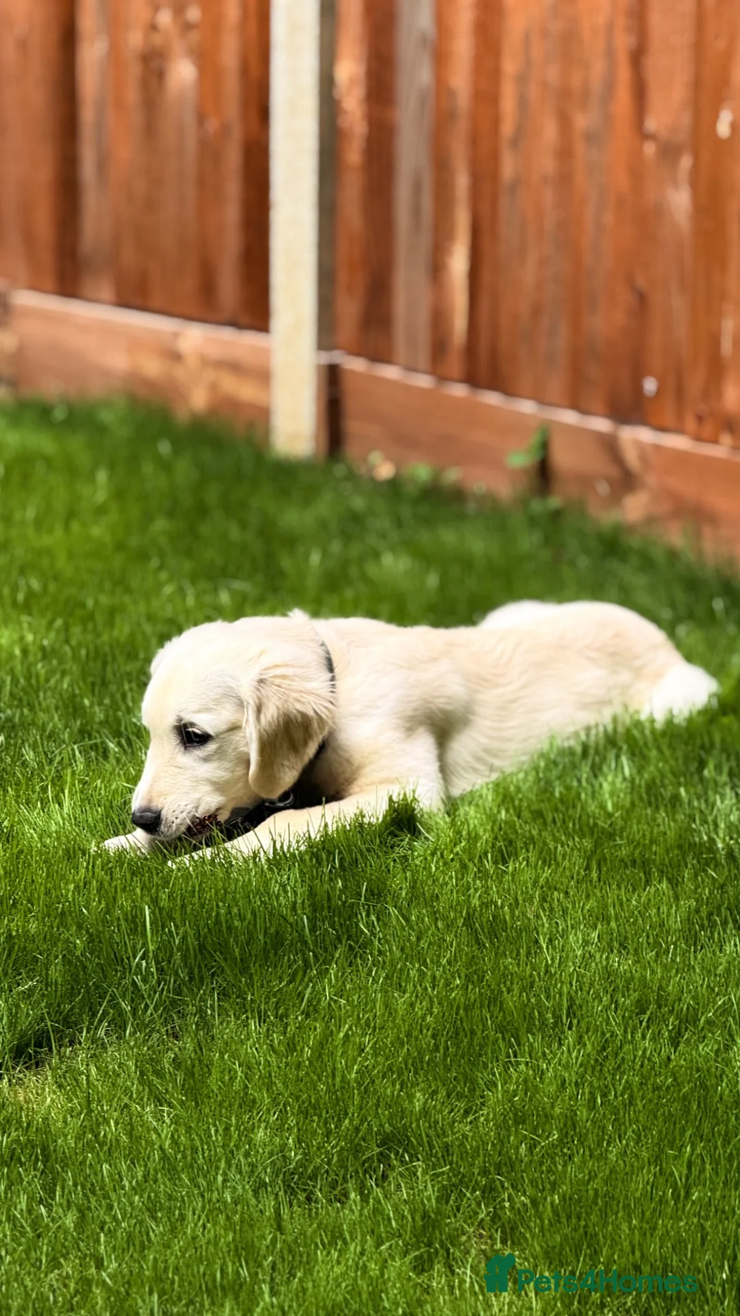 Golden Retriever dogs for sale: KC Registered Golden Retriever in Bushey - Advert 4