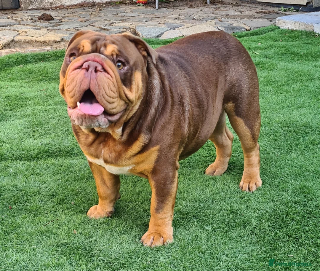 English Bulldog dogs for stud: Dog for stud in Dagenham - Advert 27