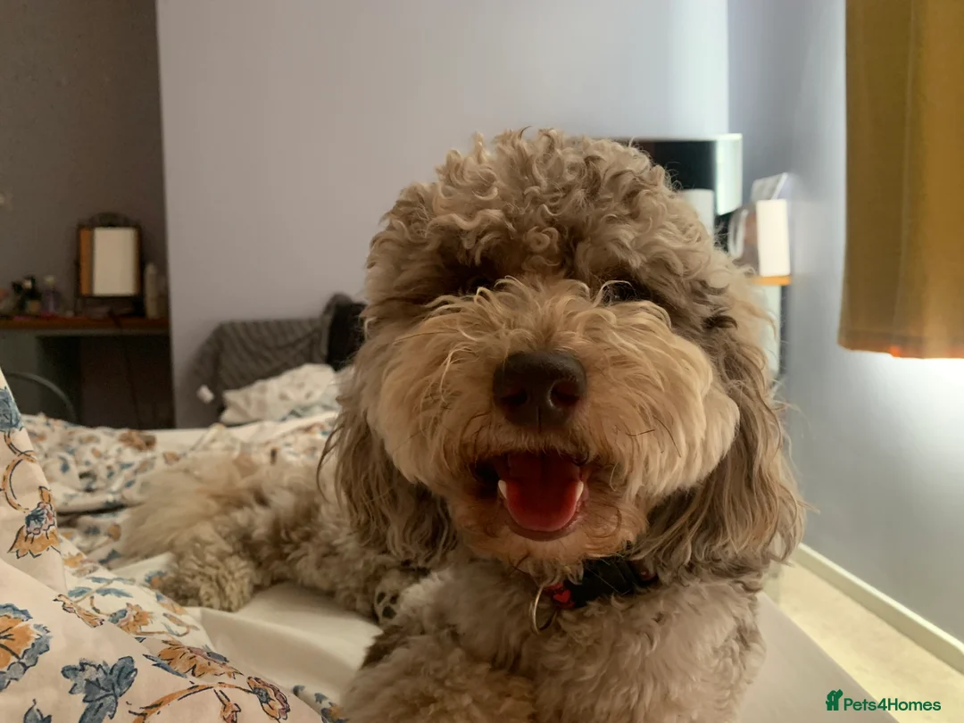 Cockapoo dogs for stud: PROVEN DNA tested Cockapoo Stud-Chocolate Merle in Stafford - Advert 22