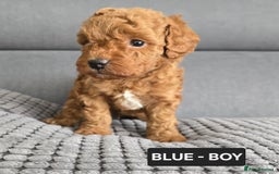 Toy Poodle dogs for sale: STUNNING RED TOY POODLE 🤩🐶 - Image 16