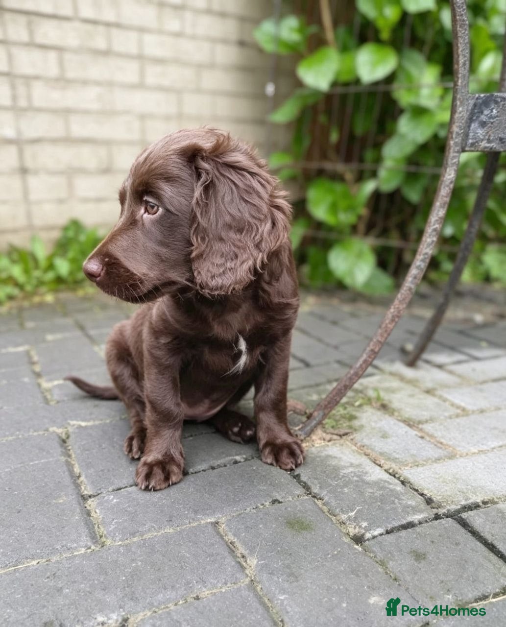 Cockapoo dogs Last Chocolate Cockapoo girl looking for home - Advert 4