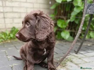 Cockapoo dogs Last Chocolate Cockapoo girl looking for home - Advert 4