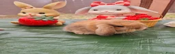 Mini Lop rabbits for sale: Paisley's Bunny Barn  - Advert 2