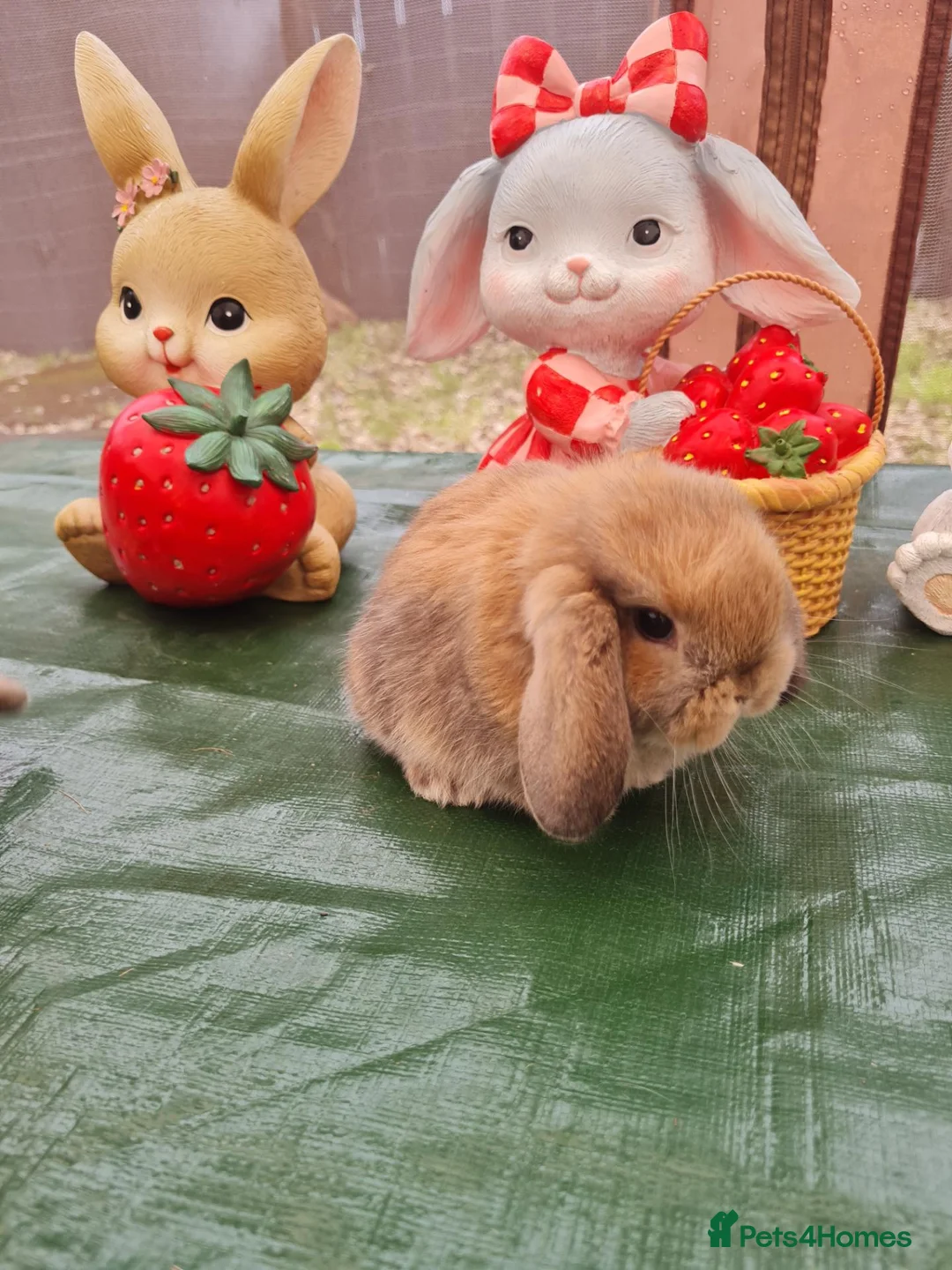 Mini Lop rabbits for sale: Paisley's Bunny Barn  - Advert 2