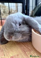 Mini Lop rabbits - Advert 9