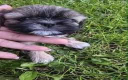 Shih Tzu dogs for sale: Shih Tzu - Image 15