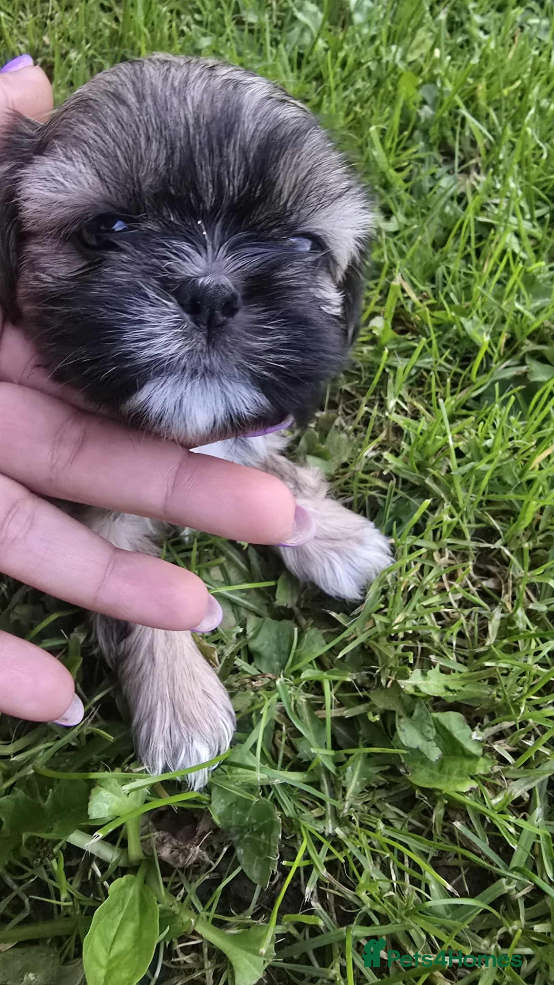 Shih Tzu dogs for sale: Shih Tzu - Image 15