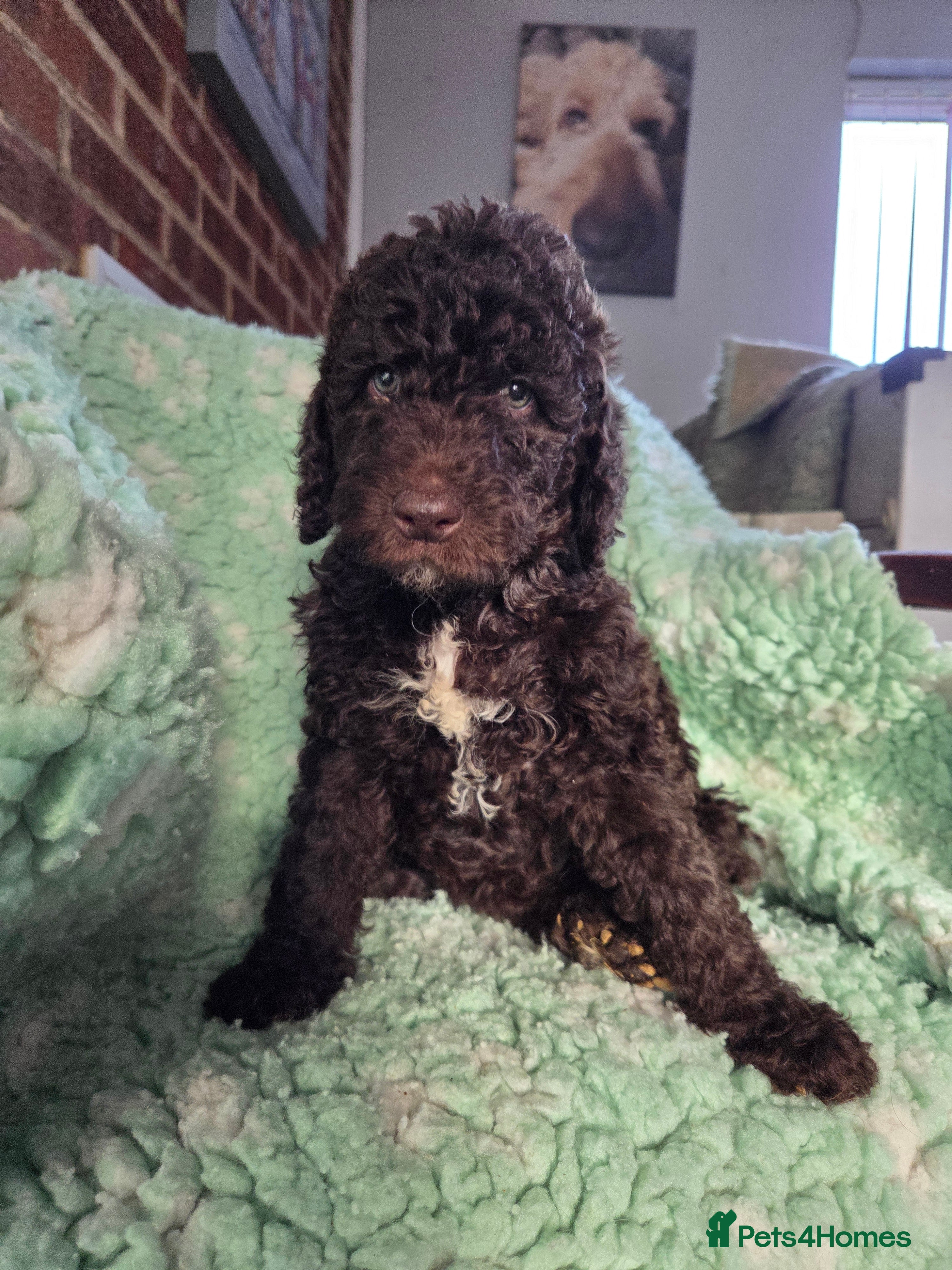 Goldendoodle dogs FIVE FANTASTIC WELL BRED DOODLES  - Advert 9