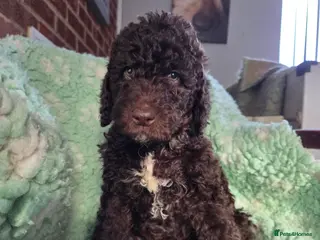 Goldendoodle dogs FIVE FANTASTIC WELL BRED DOODLES - Advert 9