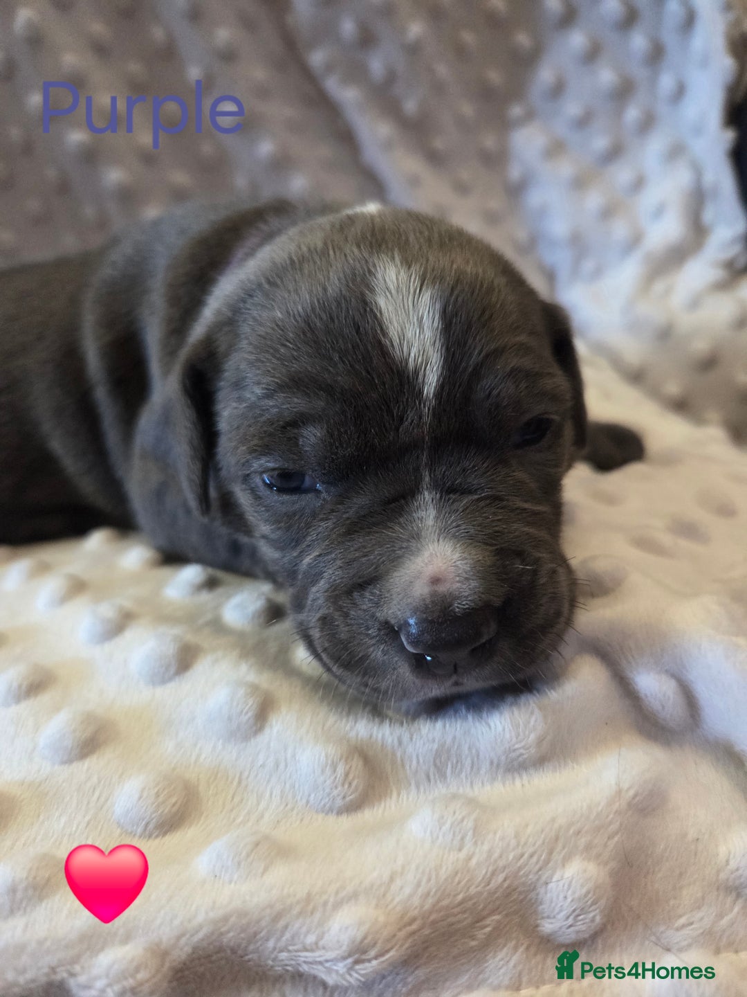 Mixed Breed dogs for sale: Old english bulldross cross american bulldog 😍❤️  - Advert 13