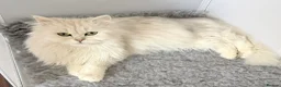 Persian cats for sale: Adorable half Persian kittens  in Wigston - Advert 17