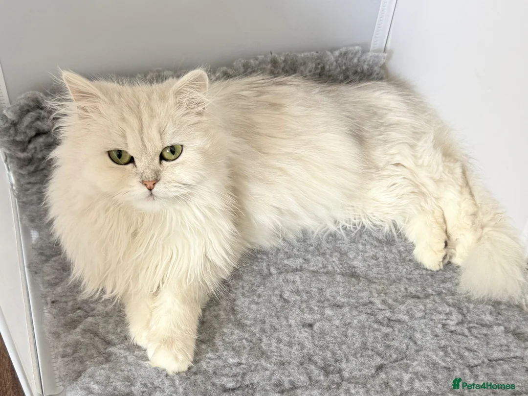 Persian cats for sale: Adorable half Persian kittens  in Wigston - Advert 17